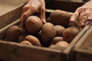 Сорт "Королева Анна" дает ранний урожай крупных и средних плодов
