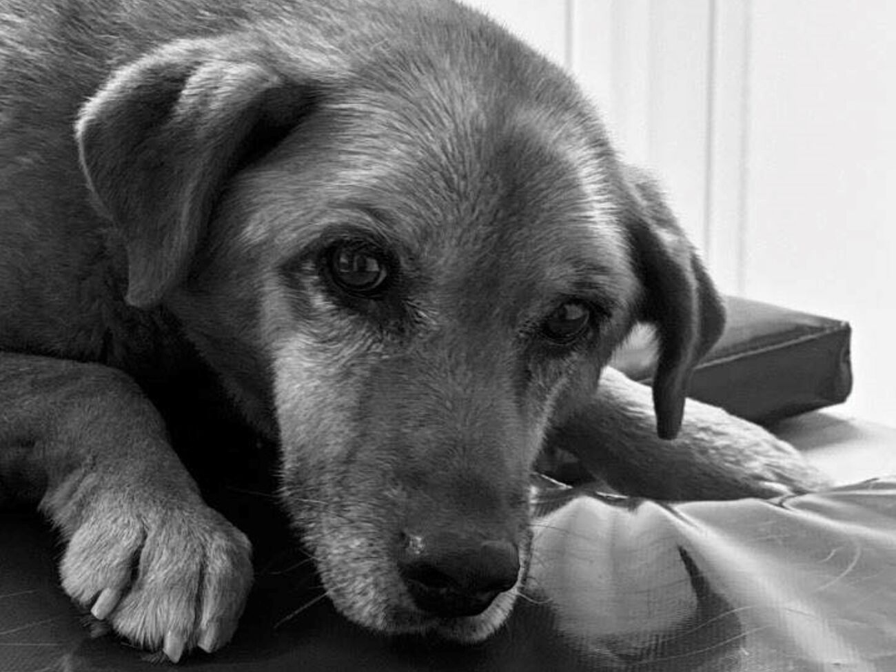 Серце Найди зупинилося на етапі підготовки до першої серйозної операції