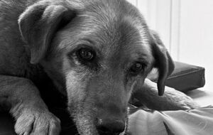 Серце Найди зупинилося на етапі підготовки до першої серйозної операції