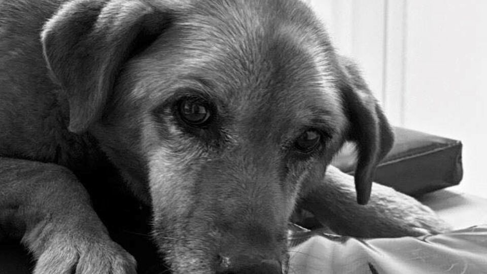 Сердце Найды остановилось на этапе подготовки к первой серьезной операции