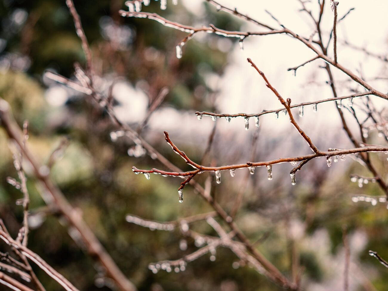 Синоптикиня прогнозує незначне потепління 15 січня