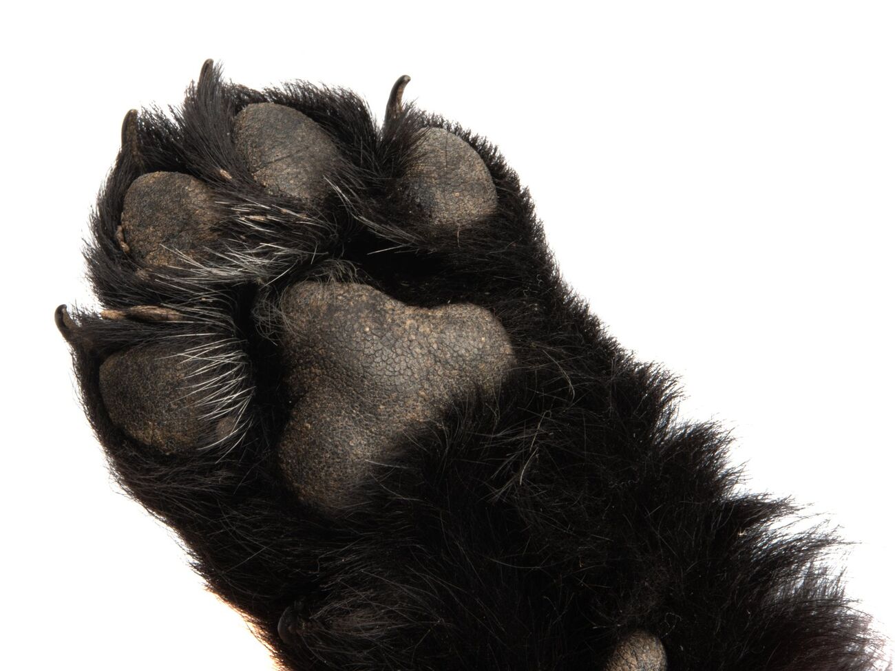 Собака породи той-тер'єр помер від травм