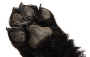 Собака породи той-тер'єр помер від травм