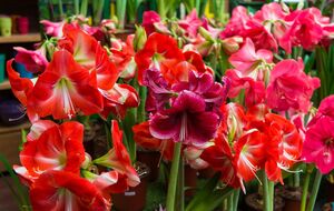 Амариллис будет цвести долго, если его поставили в правильном месте