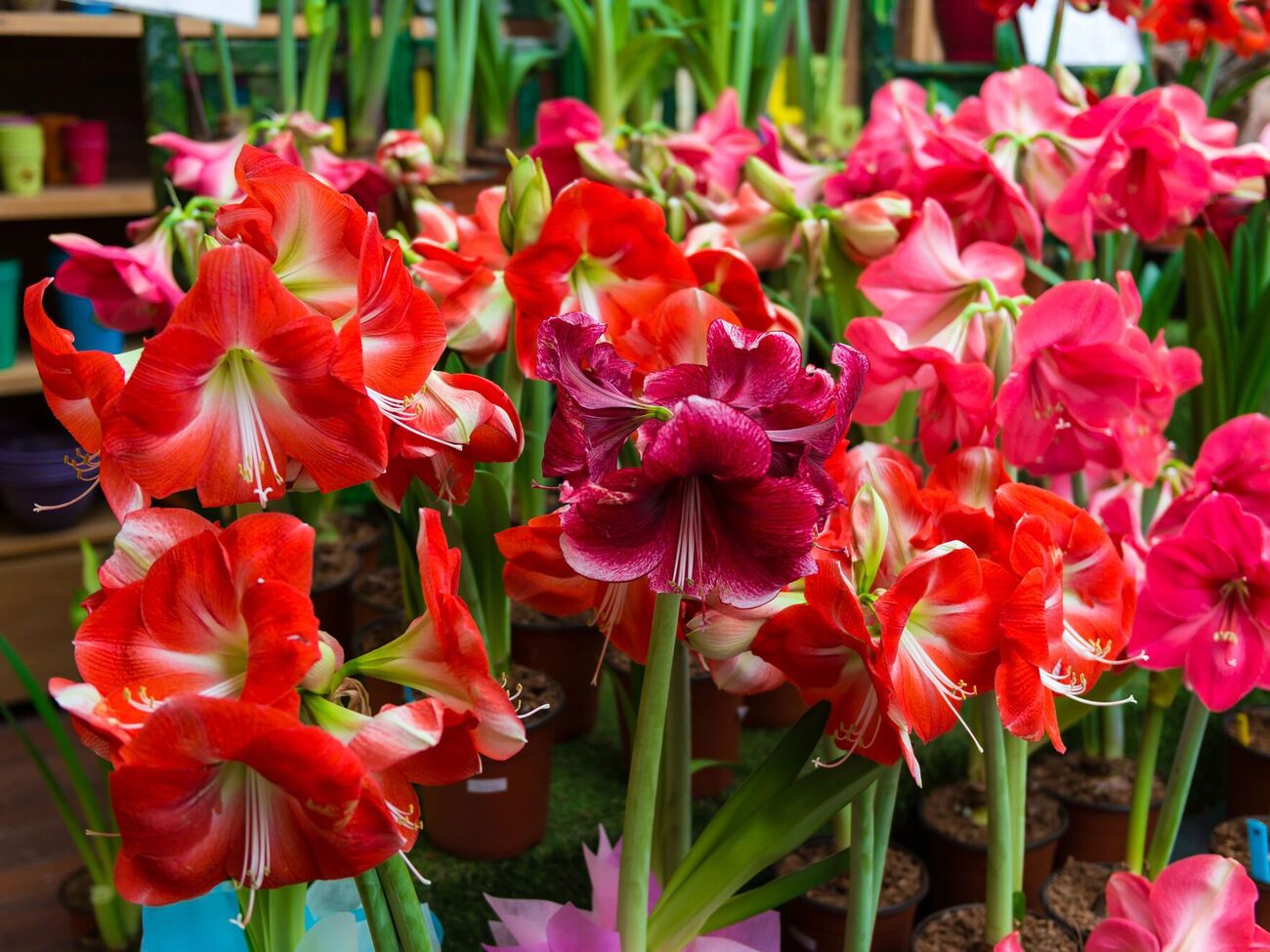 Амариллис будет цвести долго, если его поставили в правильном месте