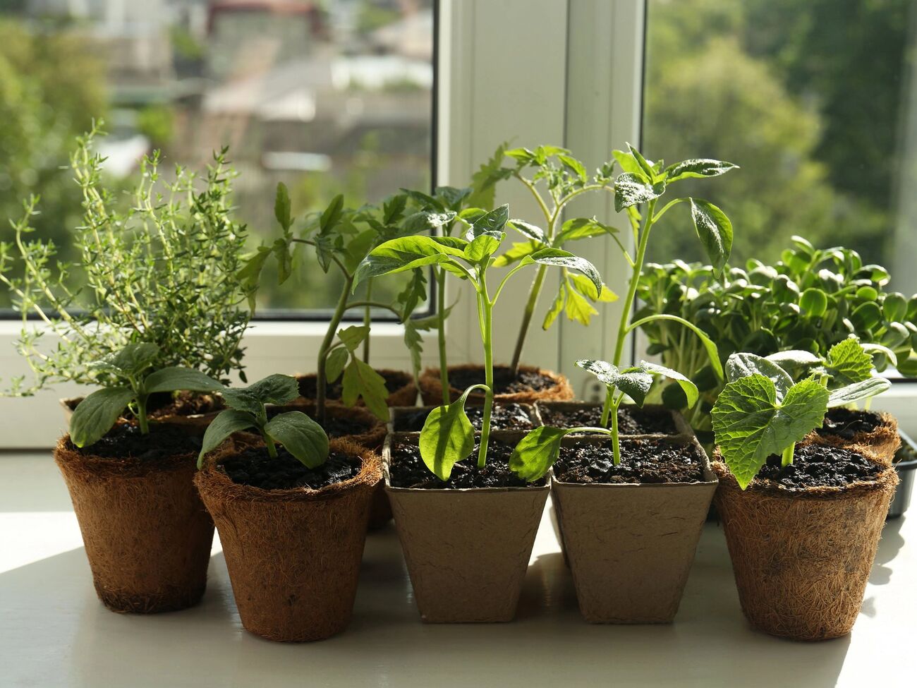 В зависимости от посевного материала, существует несколько способов замачивания семян