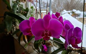 Признаки подмерзания могут проявляться по-разному