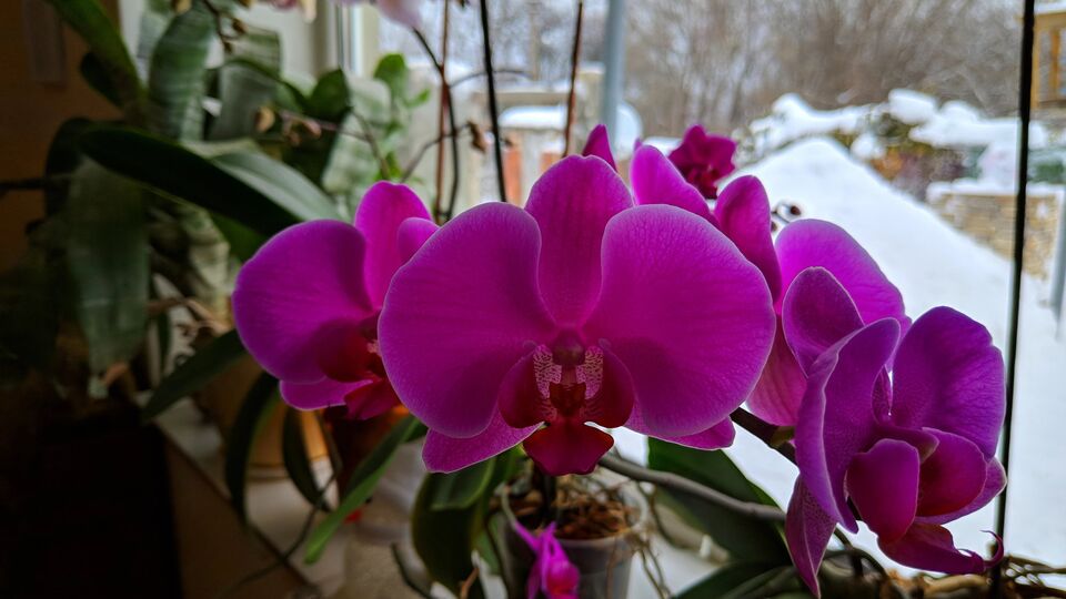 Признаки подмерзания могут проявляться по-разному