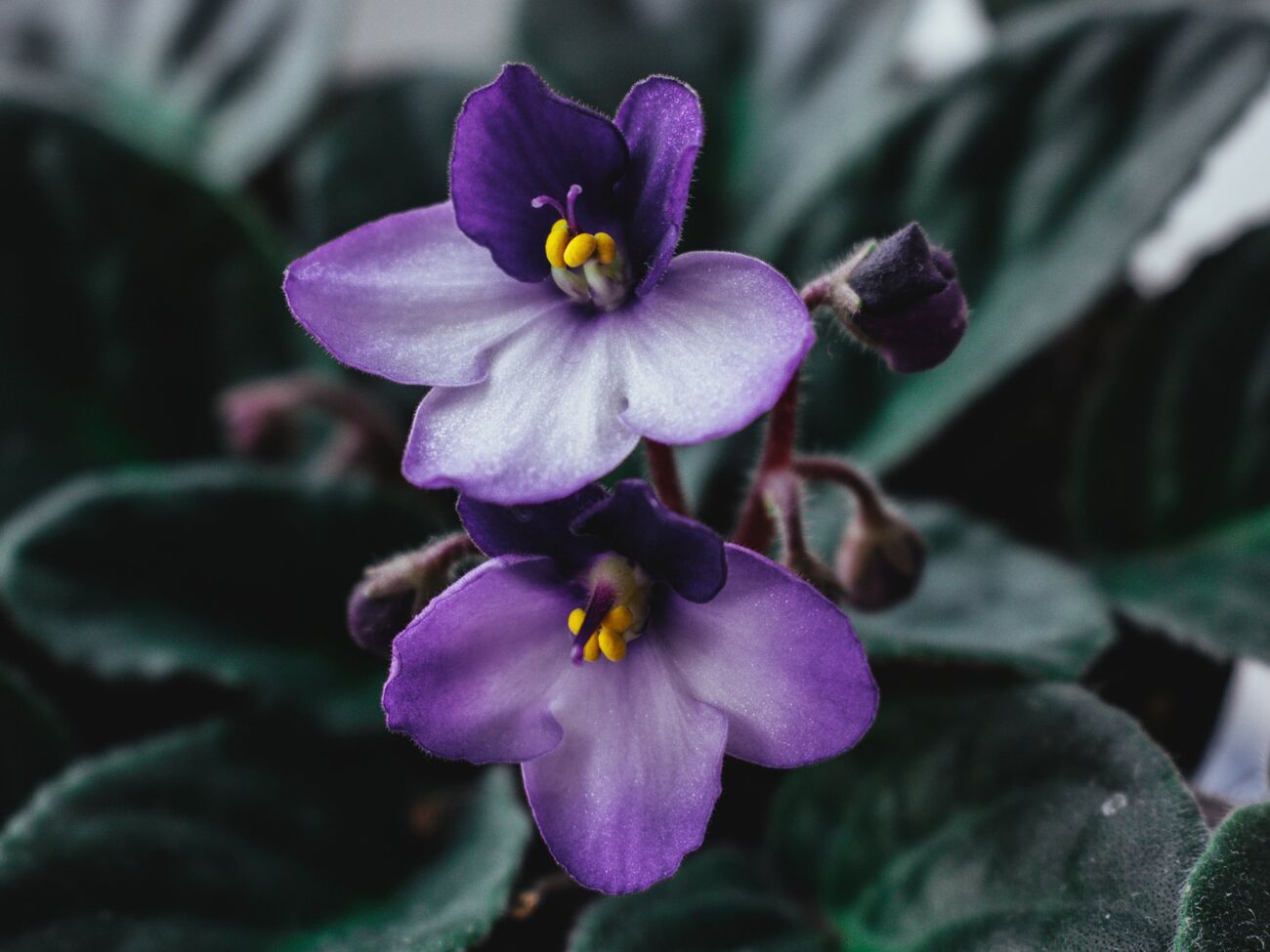 Фиалка зацветет зимой