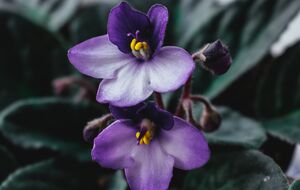 Фиалка зацветет зимой