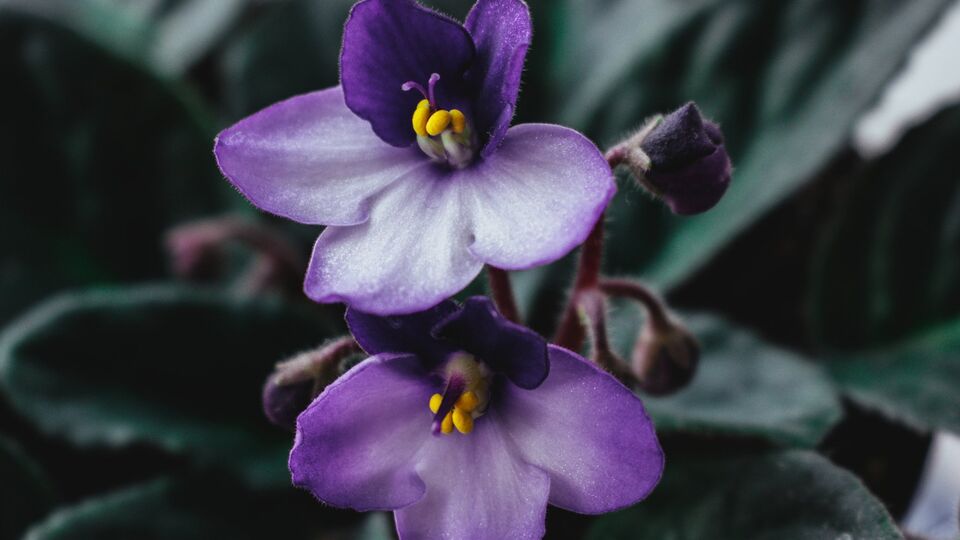 Фиалка зацветет зимой