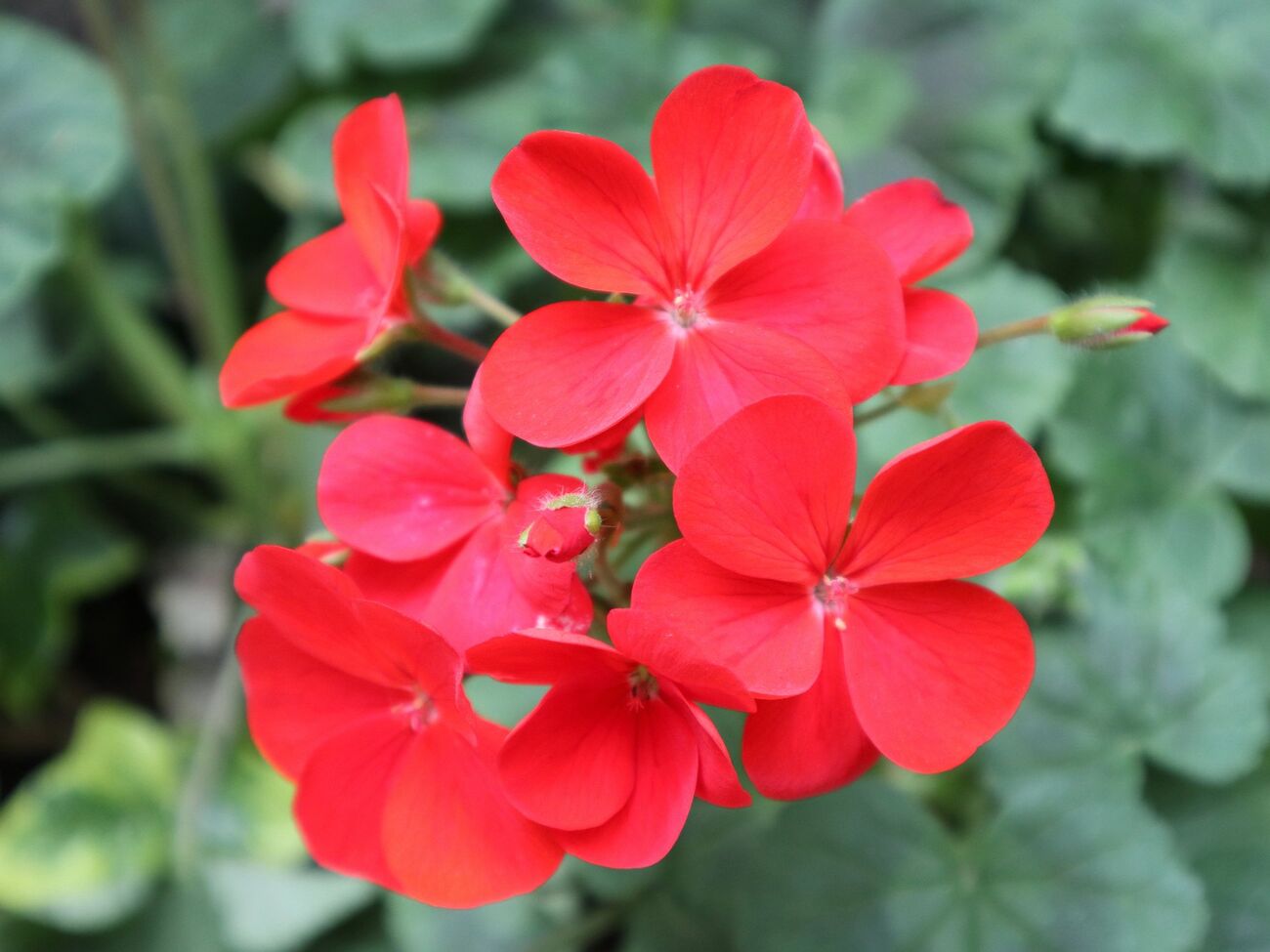 Герань будет цвести, несмотря на холода