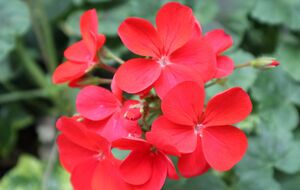 Герань будет цвести, несмотря на холода