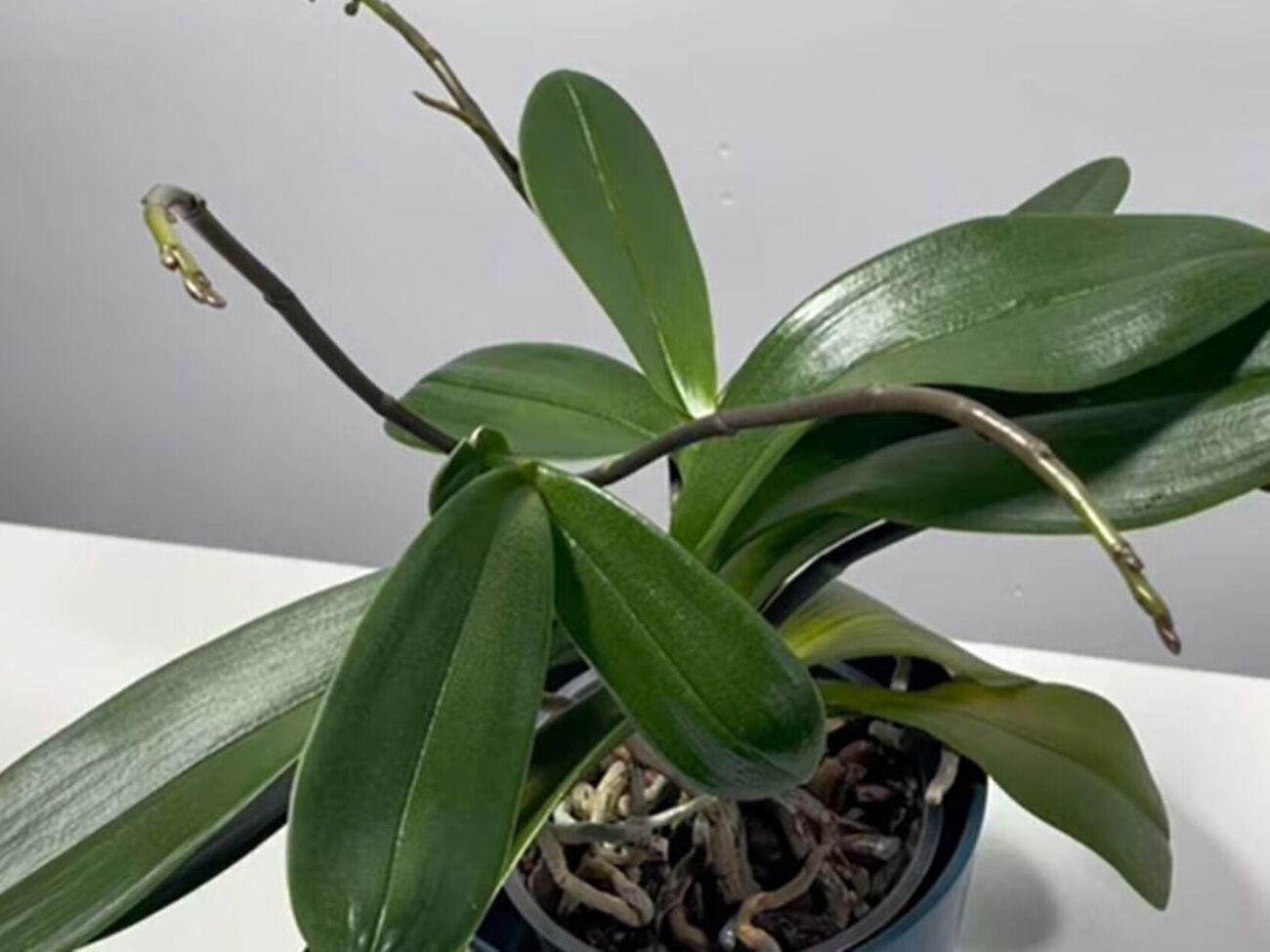 Опрыскивать орхидею настоем из ореховой скорлупы можно раз в месяц