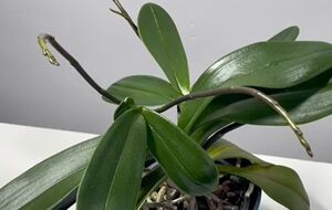 Опрыскивать орхидею настоем из ореховой скорлупы можно раз в месяц