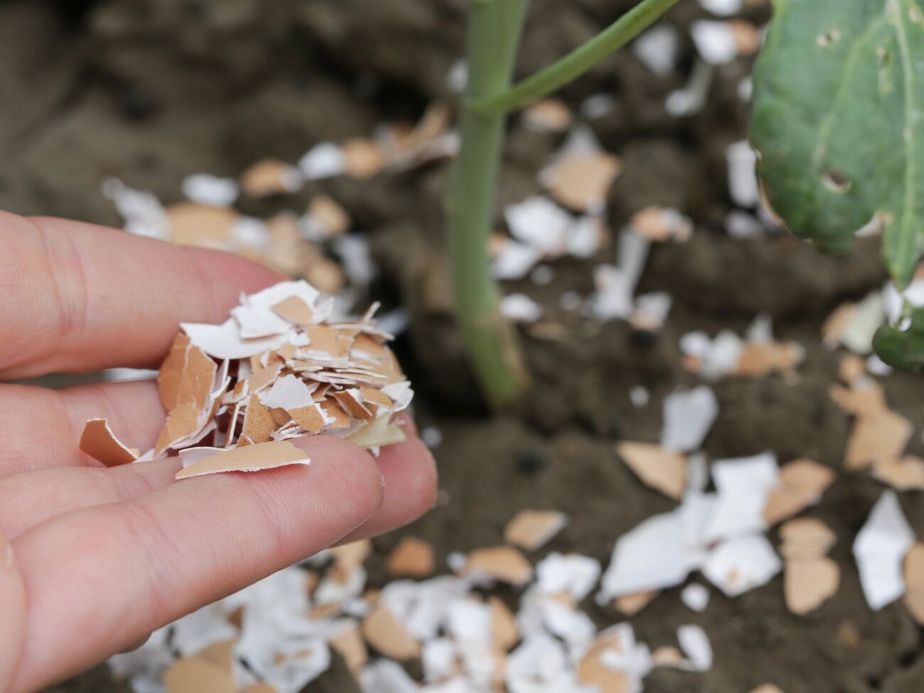 Яичную скорлупу перед использованием нужно измельчить