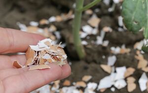 Яичную скорлупу перед использованием нужно измельчить