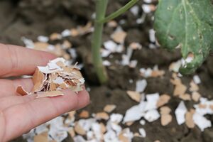 Яичную скорлупу перед использованием нужно измельчить