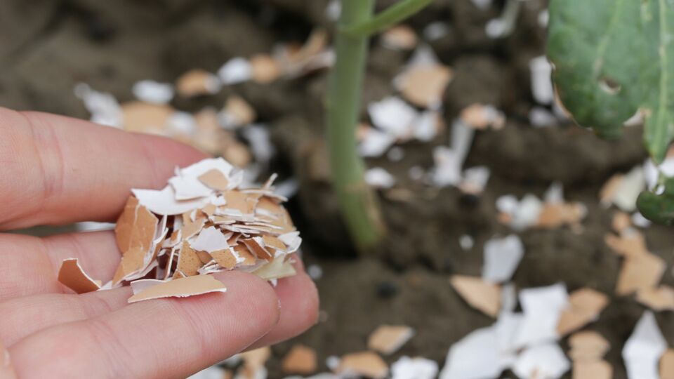 Яєчну шкаралупу перед використанням потрібно подрібнити