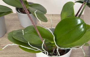 Для приготовления настоя понадобится гидрокарбонат натрия