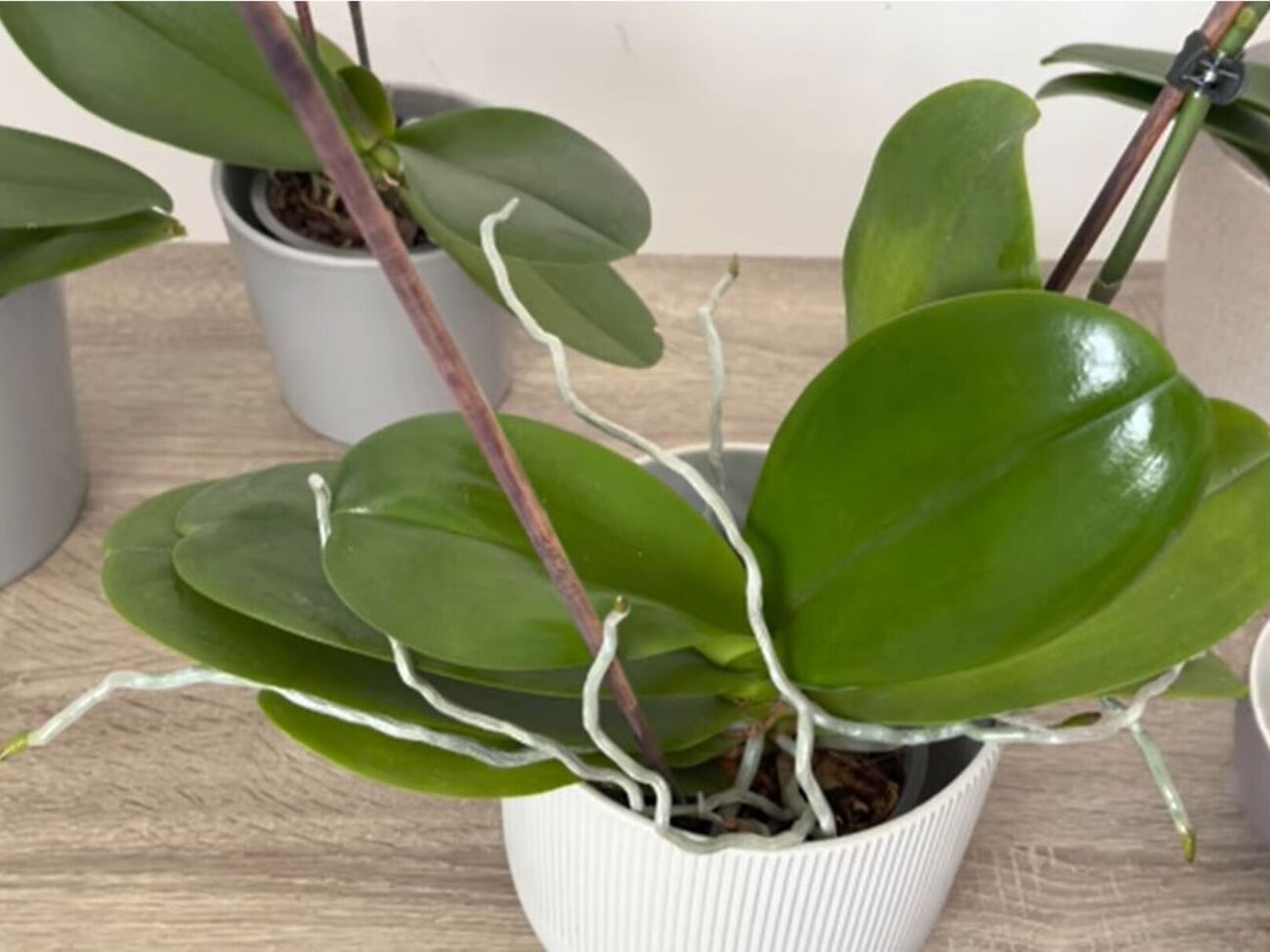 Для приготовления настоя понадобится гидрокарбонат натрия