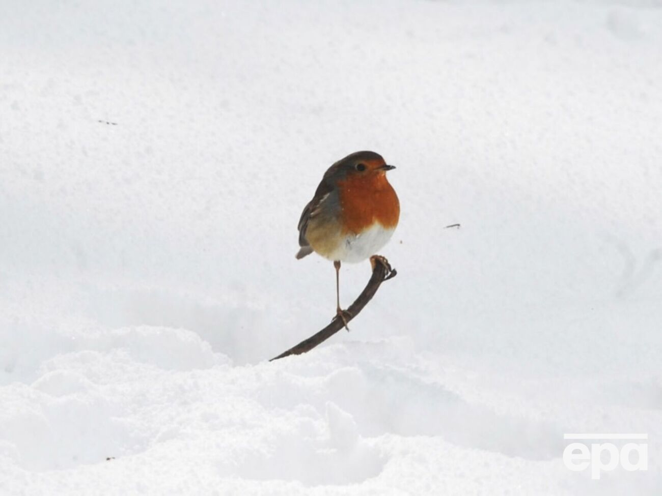 Найхолодніше буде на заході, півночі й сході, дещо тепліше – на півдні й у Закарпатті