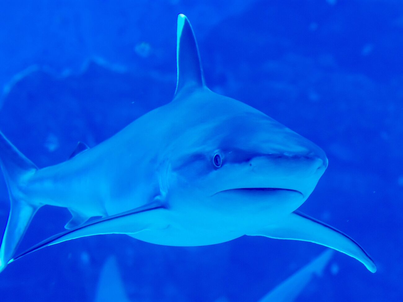 Підлітка, якого вкусила акула, ушпиталили