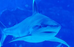 Підлітка, якого вкусила акула, ушпиталили