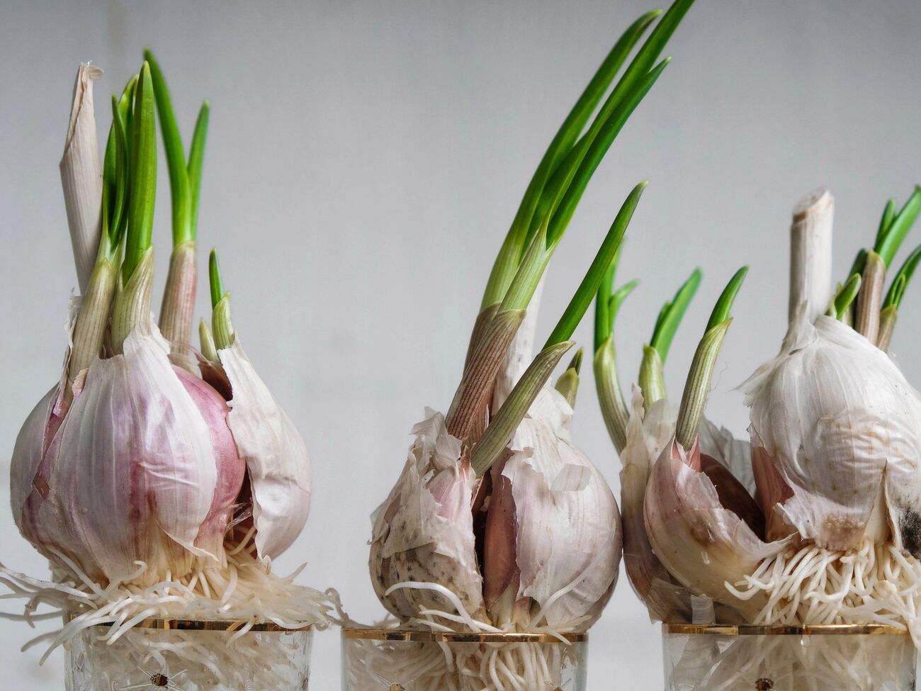 Чтобы чеснок пророс, ему необходим солнечный свет