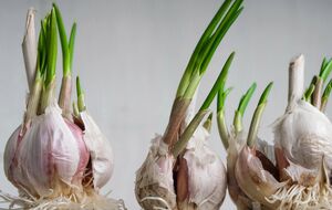 Щоб часник проріс, йому потрібне сонячне світло