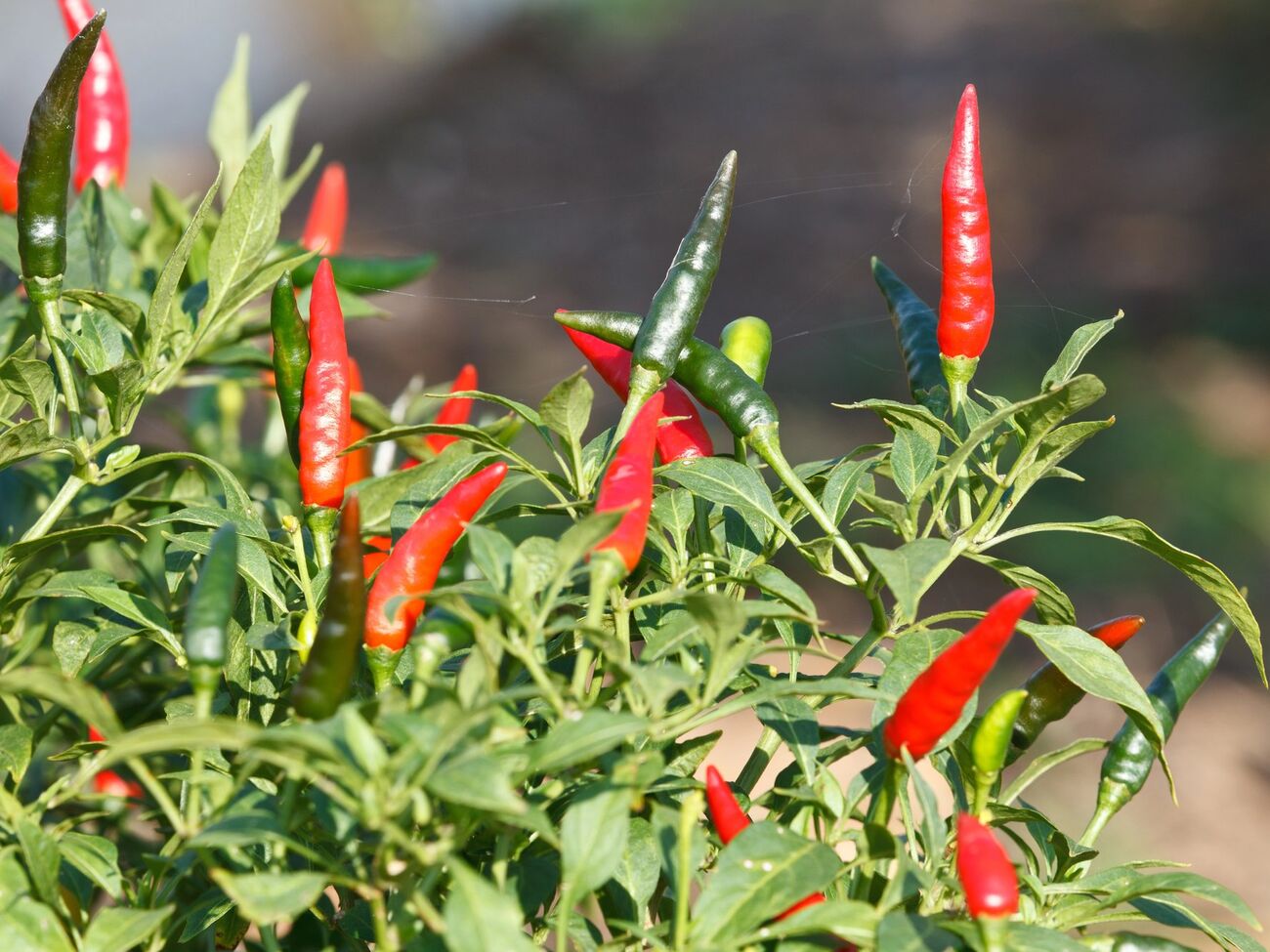 Острый перец сеют в январе