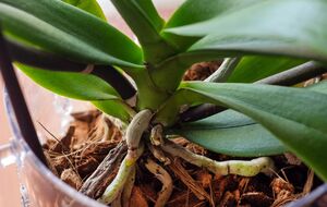 Цветовод посоветовала использовать настой для поддержки орхидеи после пересадки