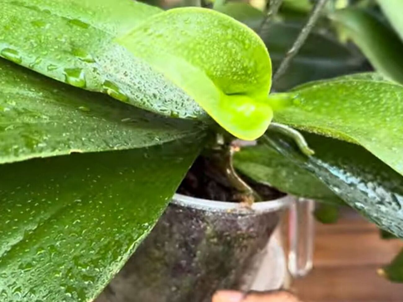 Настоем нужно обработать верхнюю и нижнюю часть листьев орхидеи