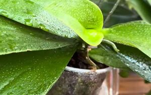 Настоем нужно обработать верхнюю и нижнюю часть листьев орхидеи