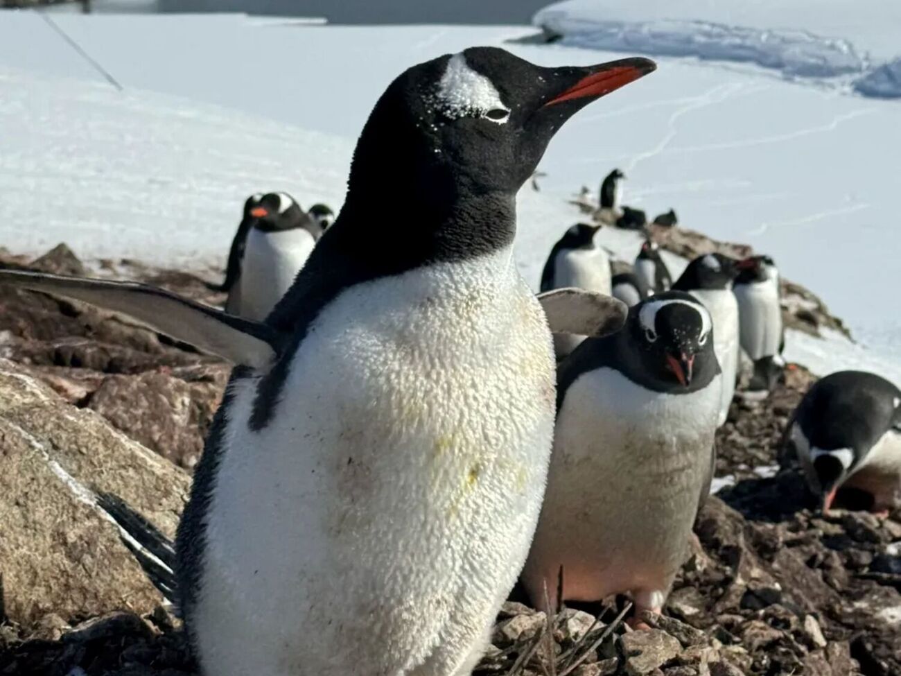 Взрослый пингвин может весить до 40 кг