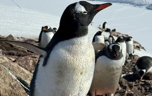 Взрослый пингвин может весить до 40 кг