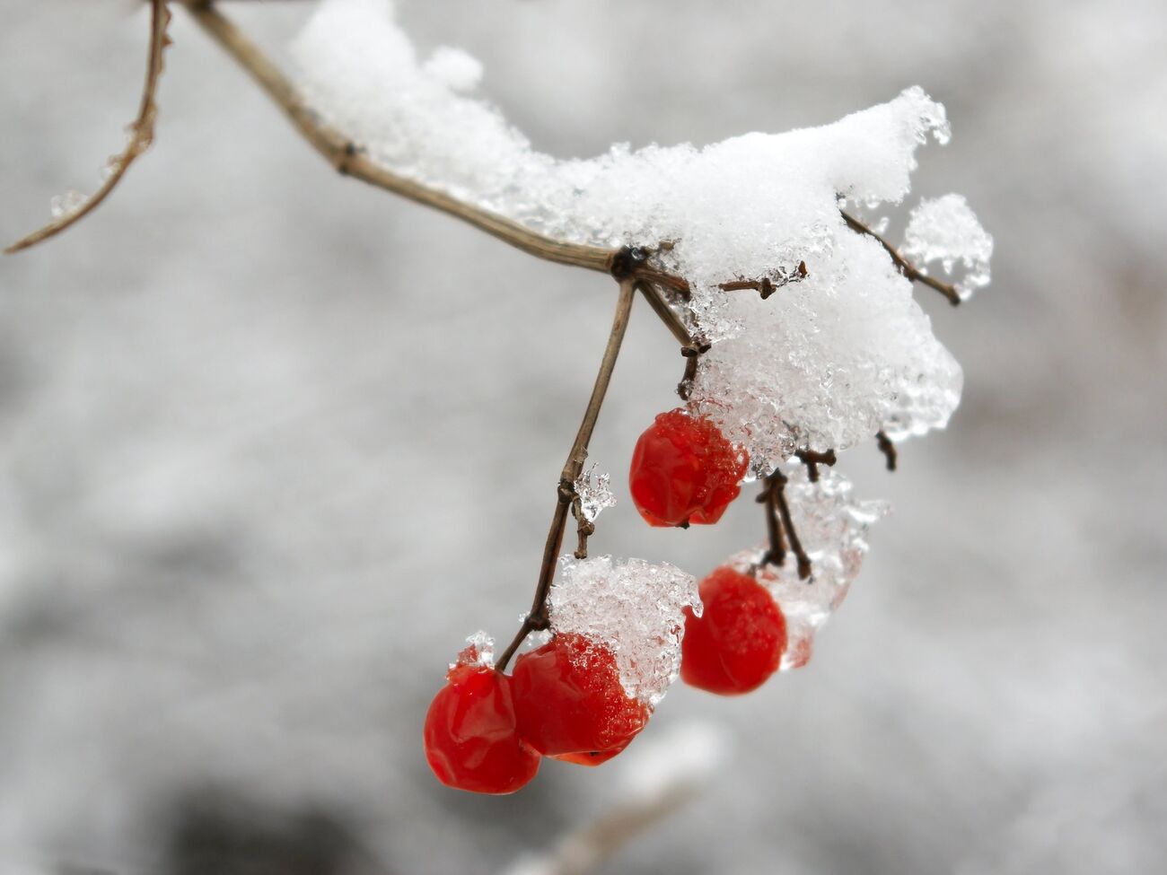 Лед на деревьях является привычным явлением в саду