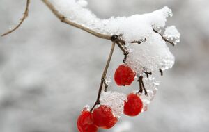 Лед на деревьях является привычным явлением в саду