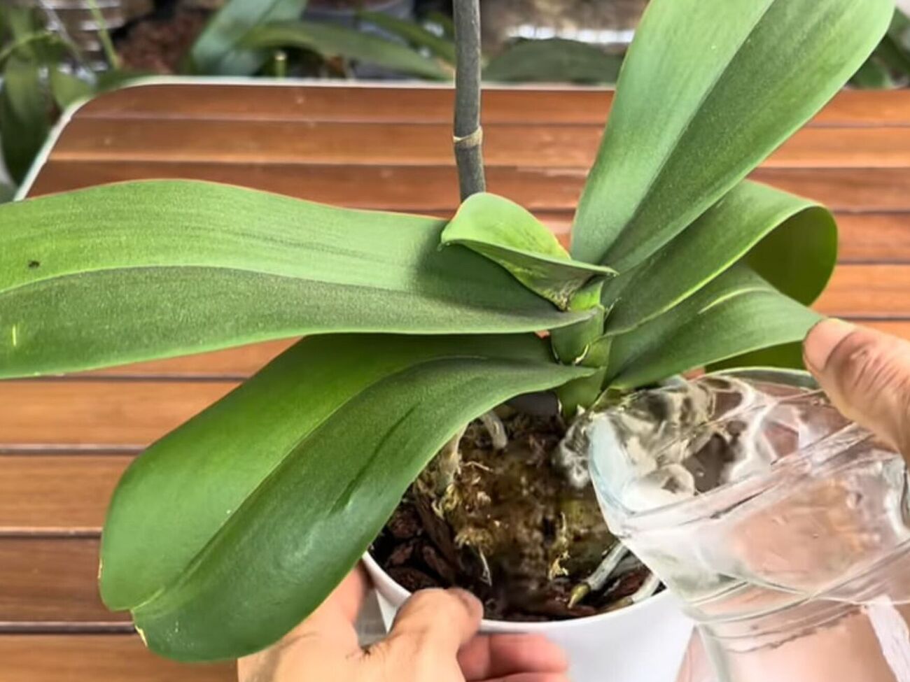 Використання цього органічного добрива стимулює ріст коріння і листя