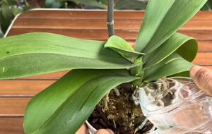 Использование этого органического удобрения стимулирует рост корней и листьев