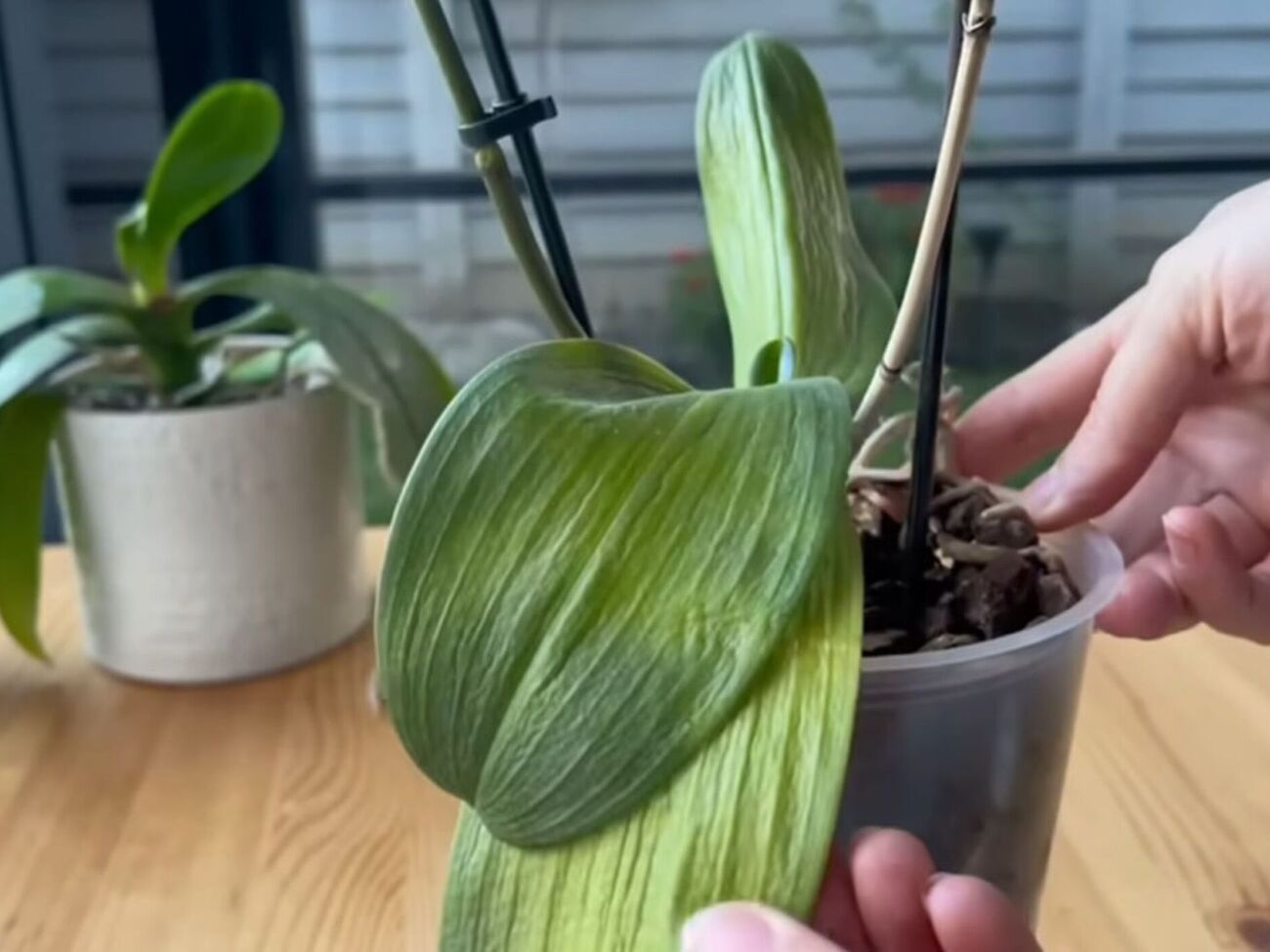 Цветовод посоветовала подкормить растение дрожжевым удобрением