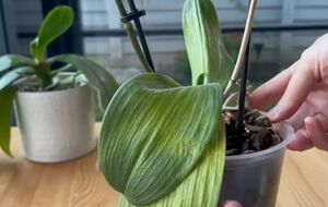 Цветовод посоветовала подкормить растение дрожжевым удобрением