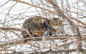 Деревья обрезают только при определенной температуре