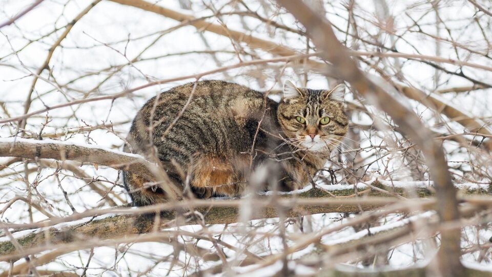 Деревья обрезают только при определенной температуре