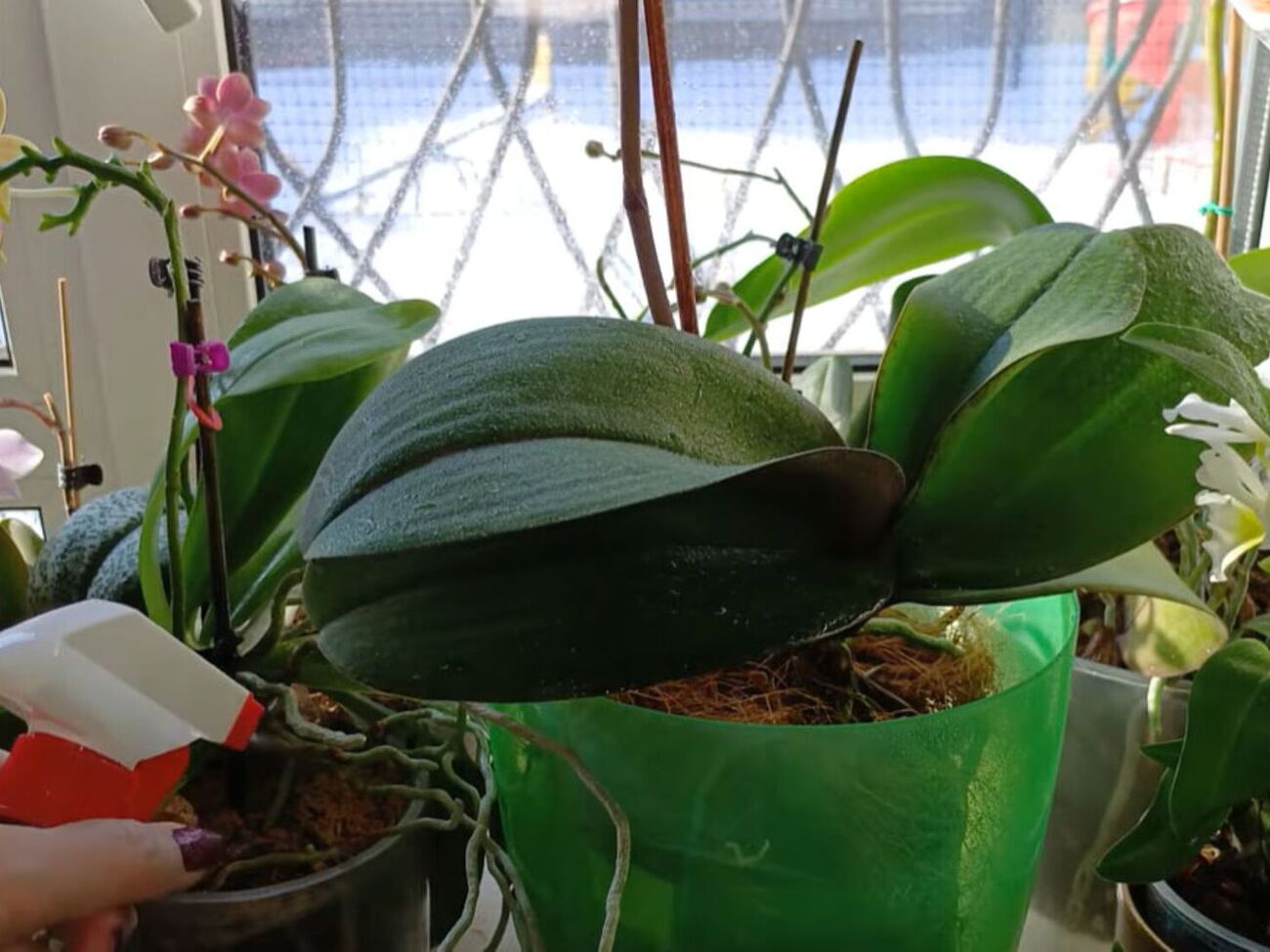 Зимовий період із блекаутами, низькими температурами й браком світла – серйозне випробування для квітів