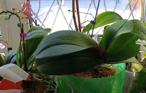 Зимний период с блэкаутами, низкими температурами и недостатком света – серьезное испытание для цветов