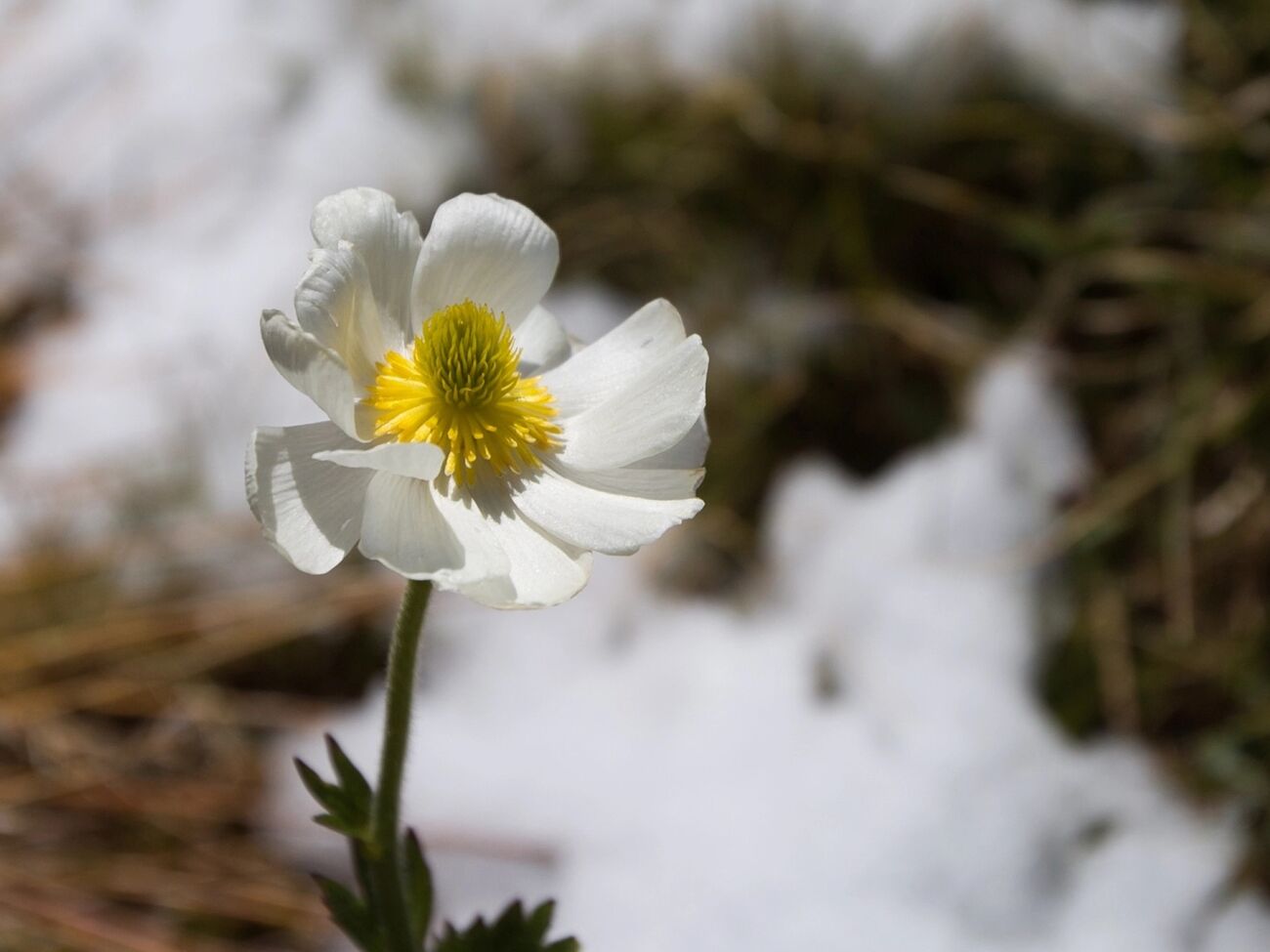 Відлига, за прогнозом Діденко, почнеться в Україні 26 січня
