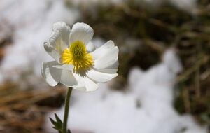 Відлига, за прогнозом Діденко, почнеться в Україні 26 січня