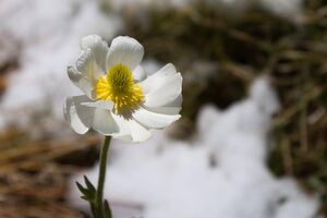 Відлига, за прогнозом Діденко, почнеться в Україні 26 січня