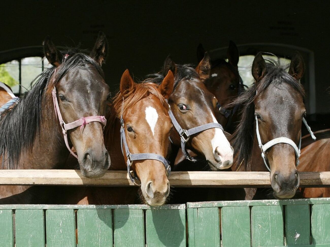 Лошадей заставляли тянуть тяжелую древесину, отметили зоозащитники